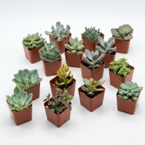 Succulents - Image 1