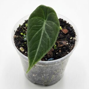 Alocasia Velvet Dragon (Grey Dragon) - Image 3