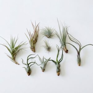 Ultimate Tillandsia Air Plant Collection - Image 1
