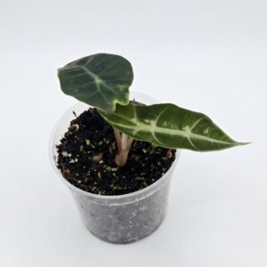 Alocasia Polly (Amazonica) - Image 3
