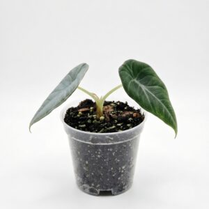 Alocasia Velvet Dragon (Grey Dragon) - Image 2