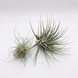 Ultimate Tillandsia Air Plant Collection - Image 3