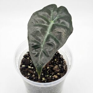 Alocasia amazonica ‘Polly’ – Elephant Ear / African Mask Plant - Image 3