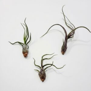 Ultimate Tillandsia Air Plant Collection - Image 2