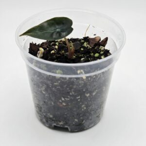 Alocasia amazonica ‘Polly’ – Elephant Ear / African Mask Plant - Image 7