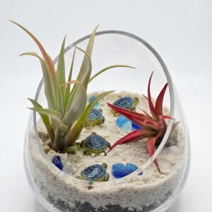 Sea Turtle Oasis DIY Air Plant Terrarium Kit - Image 1