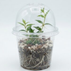 Hoya bella – Miniature Wax Plant - Image 2