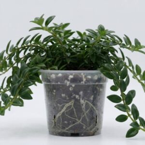 Hoya bella – Miniature Wax Plant - Image 3