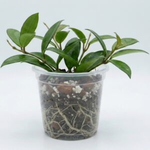 Green Wax Plant (Hoya carnosa) - Image 2