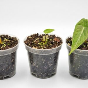 Alocasia Velvet Dragon (Grey Dragon) - Image 2