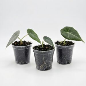 Alocasia Velvet Dragon (Grey Dragon) - Image 4