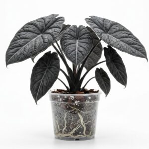 Alocasia Velvet Dragon (Grey Dragon) - Image 1