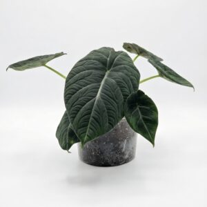 Alocasia Velvet Dragon (Grey Dragon) - Image 6