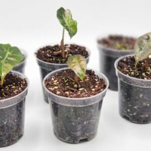 Alocasia amazonica ‘Polly’ – Elephant Ear / African Mask Plant - Image 5