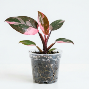 Ficus Elastic 'Ruby' (Variegated Rubber Tree) - Image 3