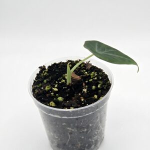 Alocasia Velvet Dragon (Grey Dragon) - Image 5