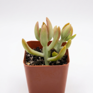 Succulents - Image 4