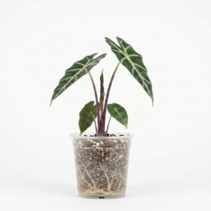 Alocasia amazonica ‘Polly’ – Elephant Ear / African Mask Plant - Image 1