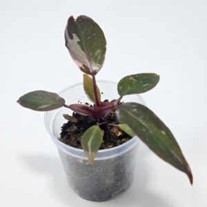Philodendron Pink Princess - Image 2