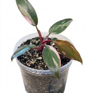 Philodendron Pink Princess - Image 5