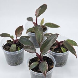 Philodendron Pink Princess - Image 3