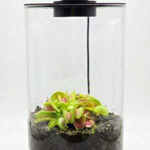 Cylindrical Venus Flytrap Terrarium DIY Kit - Image 2