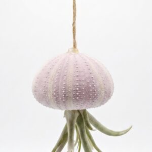 Suspended Animation: Hanging Jellyfish Air Plant Sea Urchin Decoration - Image 2