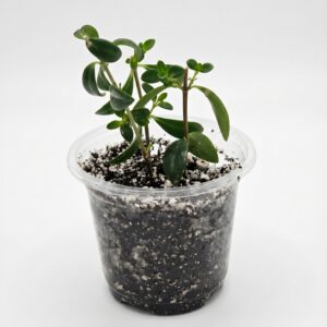 Goldfish Plant –(Nematanthus gregarius) - Image 4
