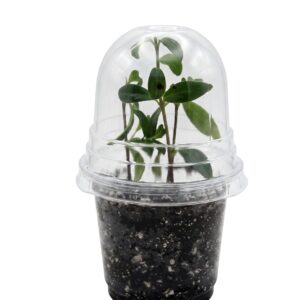 Goldfish Plant –(Nematanthus gregarius) - Image 2