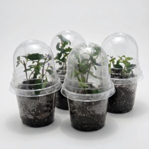 Goldfish Plant –(Nematanthus gregarius) - Image 3