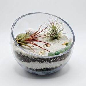 XL Coastal Tide Pools DIY Air Plant Terrarium Kit - Image 3