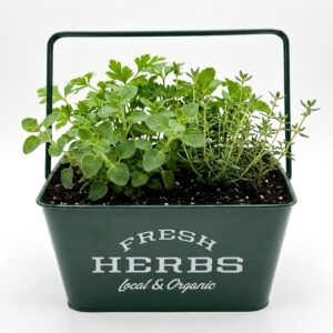 XL Fresh Herb Garden DIY Cultivation Essentials Kit - Image 2