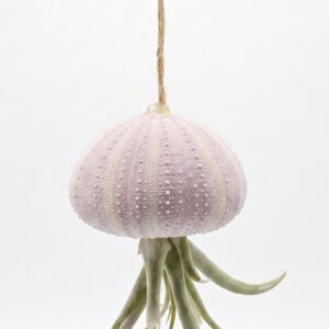 Suspended Animation: Hanging Jellyfish Air Plant Sea Urchin Decoration - Image 1