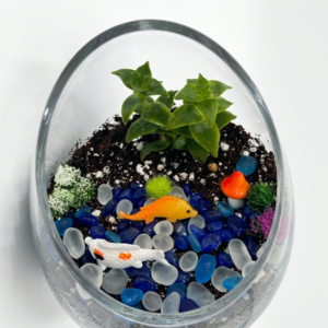 Koi Pond Oasis DIY Succulent Terrarium Kit - Image 2