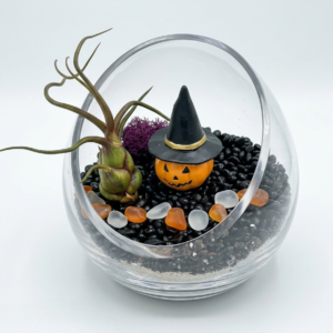 Spooktacular Sprout DIY Terrarium Kit — Halloween Witch Pumpkin Edition - Image 5