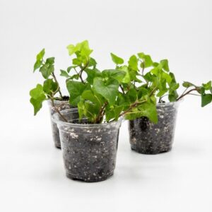 English Ivy - Image 1