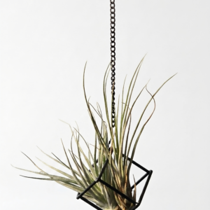 Geometric Hanging Air Plant Holder & Tillandsia Set - Image 1