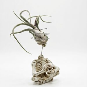 Meditating Skeleton Air Plant Figurine with Live Caput Medusae Tillandsia - Image 5