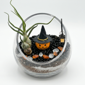 Spooktacular Sprout DIY Terrarium Kit — Halloween Witch Pumpkin Edition - Image 2