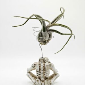 Meditating Skeleton Air Plant Figurine with Live Caput Medusae Tillandsia - Image 4
