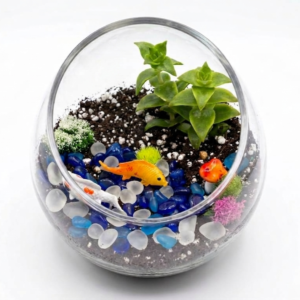 Koi Pond Oasis DIY Succulent Terrarium Kit - Image 1