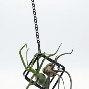 The Aerostatic Duo: Hanging Double Bulbous Air Plant Geometric Holder - Image 3