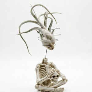Meditating Skeleton Air Plant Figurine with Live Caput Medusae Tillandsia - Image 3