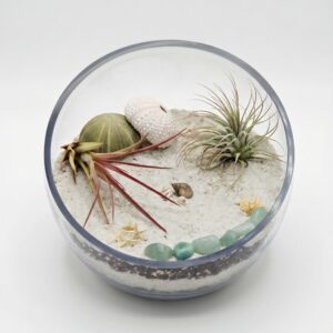 XL Coastal Tide Pools DIY Air Plant Terrarium Kit - Image 2