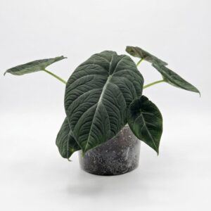 Alocasia Velvet Dragon (Grey Dragon) - Image 8