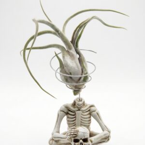 Meditating Skeleton Air Plant Figurine with Live Caput Medusae Tillandsia - Image 2