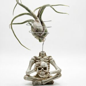 Meditating Skeleton Air Plant Figurine with Live Caput Medusae Tillandsia - Image 1
