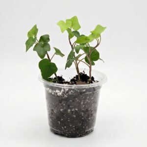 English Ivy - Image 2