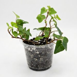 English Ivy - Image 3