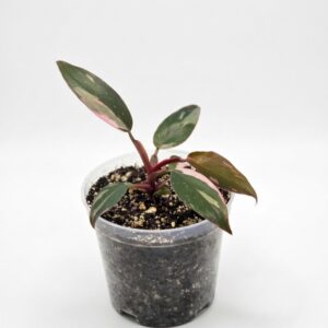 Philodendron Pink Princess - Image 4